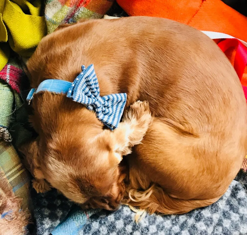 Bertie Blue Velvet Bow Tie Dog Collar