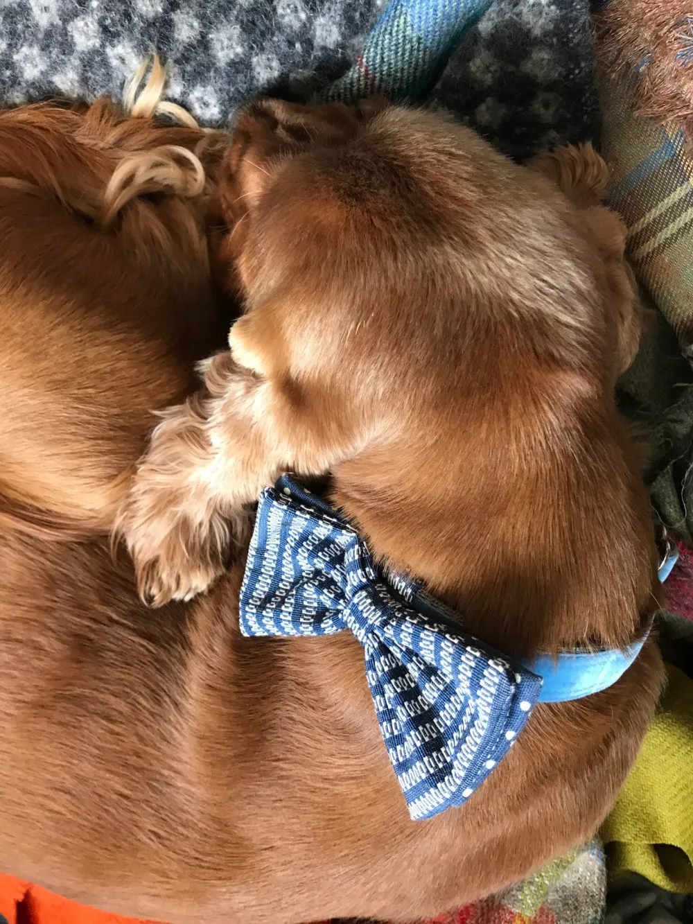Bertie Blue Velvet Bow Tie Dog Collar