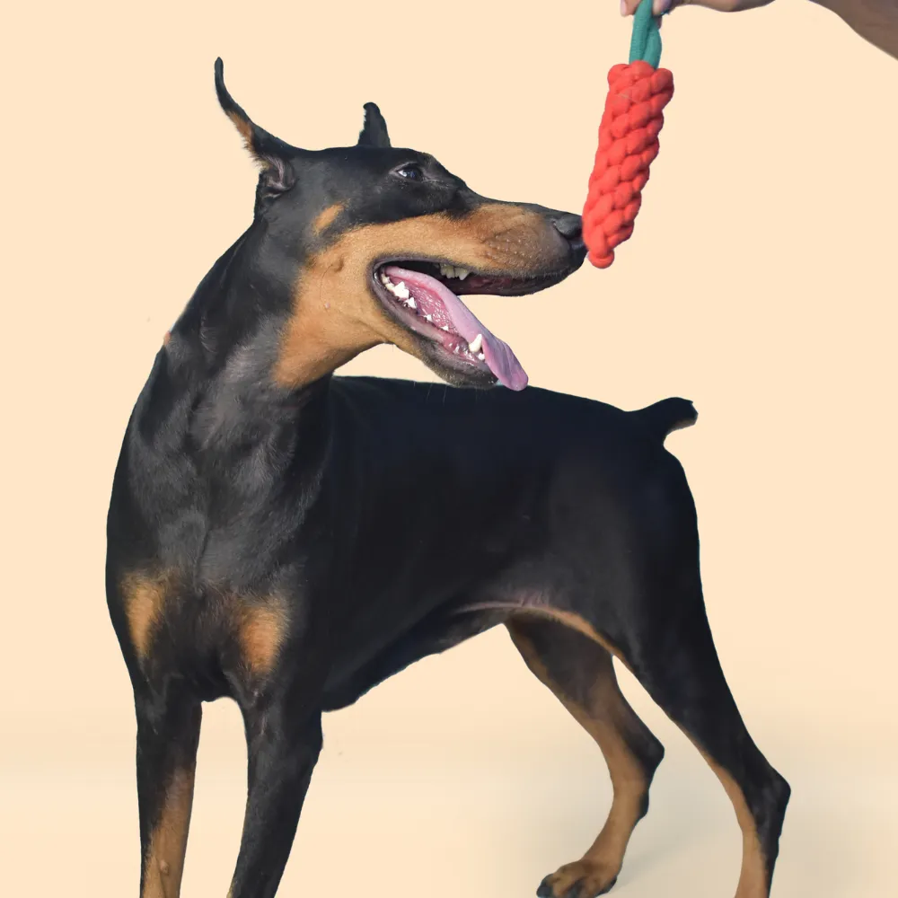 Carrot Rope Toy