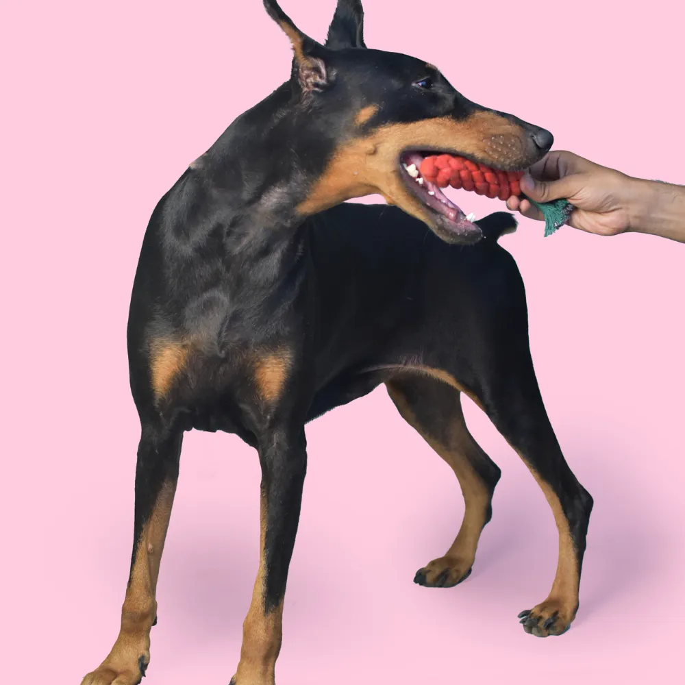 Carrot Rope Toy