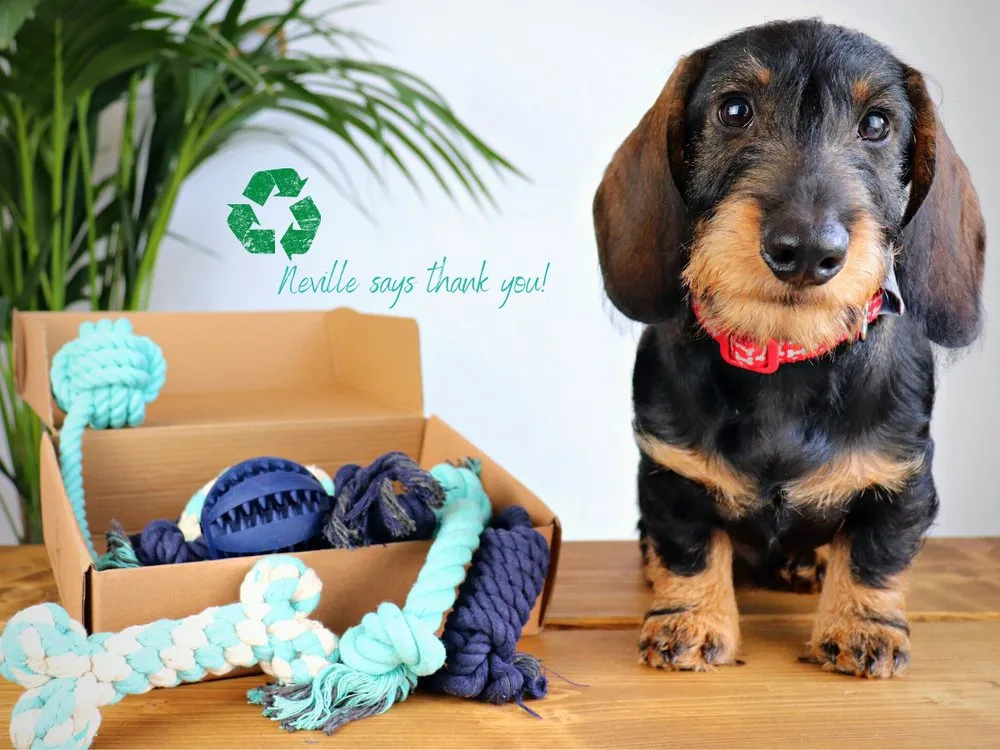 Pet Impact Learn The Ropes - Puppy Rope Toy Set