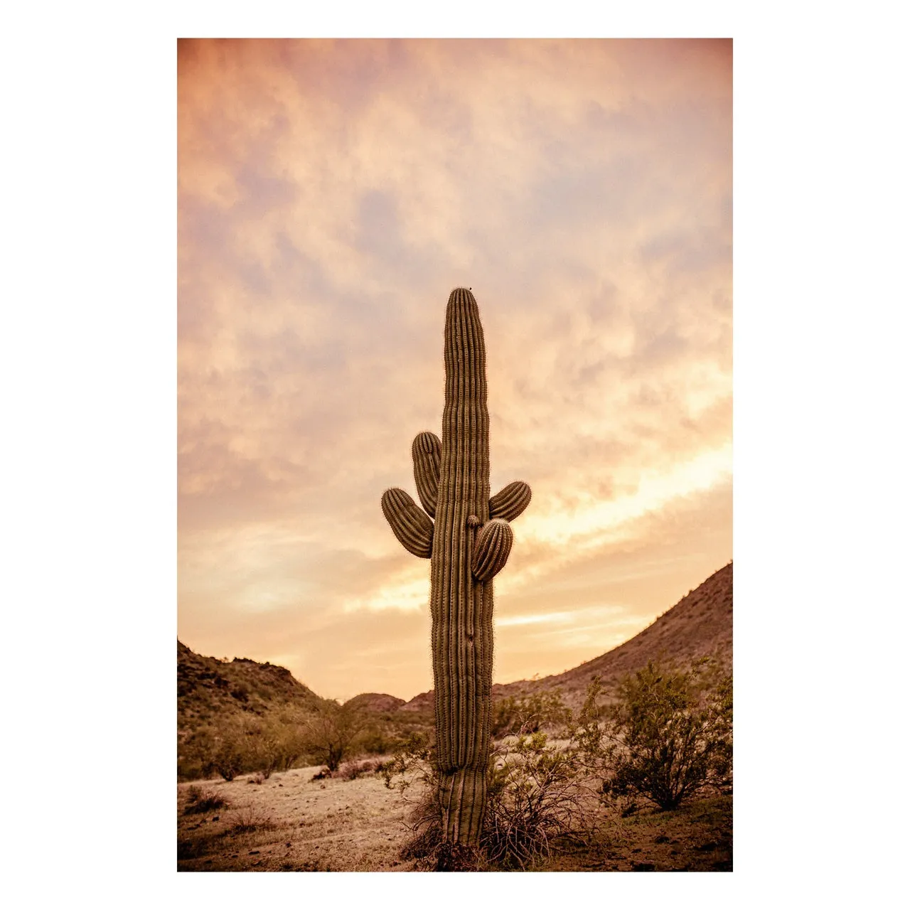 "Lonely Cactus Off Route 10" | Desert Photography Print